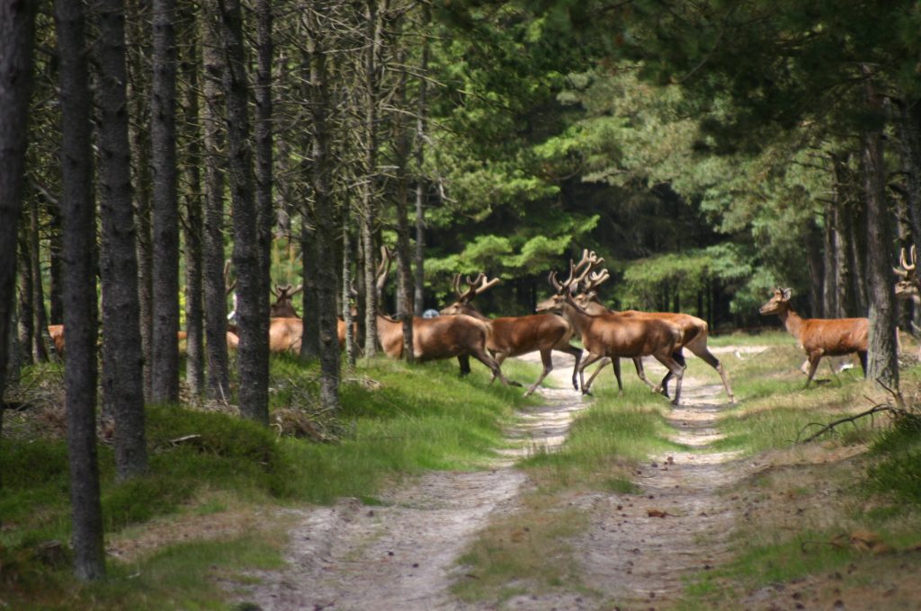 Hirsche auf Waldweg